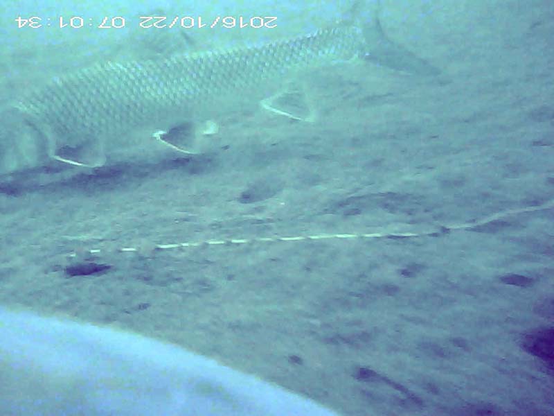 1 individual swimming in the water column Image of Barbel steed(video link)