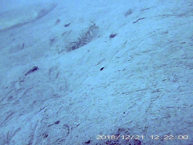 1 individual swimming near the bottom Image of Silurus catfish(video link)