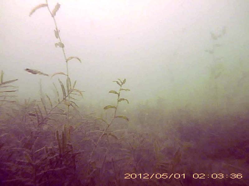 1 individual swimming above a vegetation * Please mind that the date shown at the bottom right of the screen is not correct due to a setting error of loggers. Image of Gymnogobius goby(video link)
