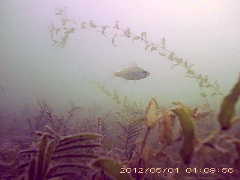 1 individual swimming above a vegetation * Please mind that the date shown at the bottom right of the screen is not correct due to a setting error of loggers. Image of Bluegill sunfish(video link)