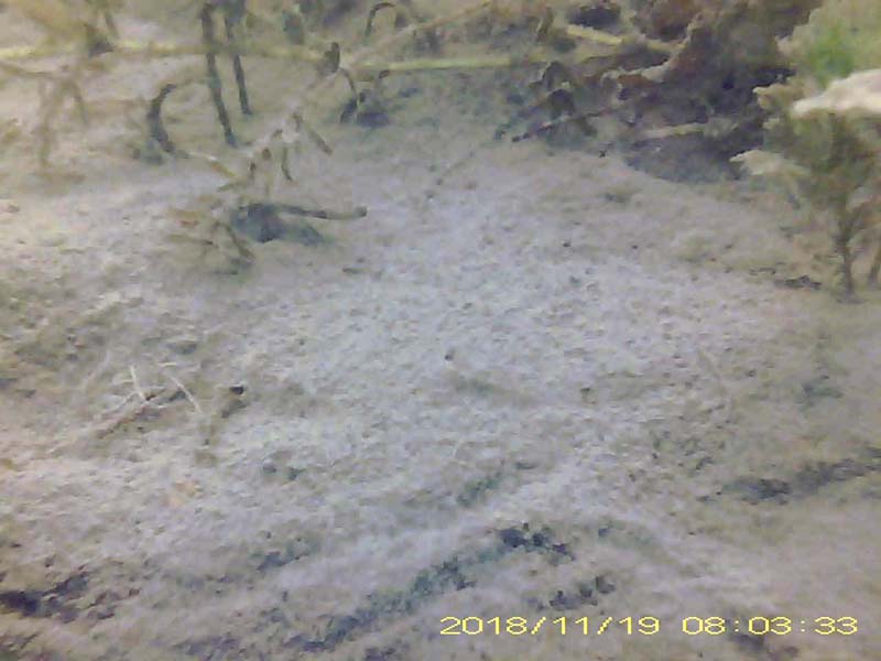 2 individuals staying at the bottom * Please mind that the date shown at the bottom right of the screen is not correct due to a setting error of loggers. Image of Gymnogobius goby(video link)