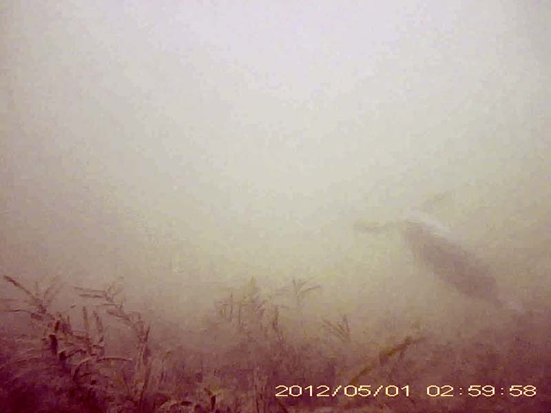 1 individual swimming and feeding near the bottom * Please mind that the date shown at the bottom right of the screen is not correct due to a setting error of loggers. Image of Eurasian coot(video link)