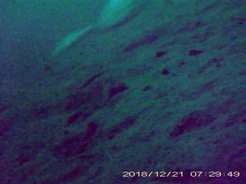 1 individual swimming through the water column Image of Great crested grebe(video link)