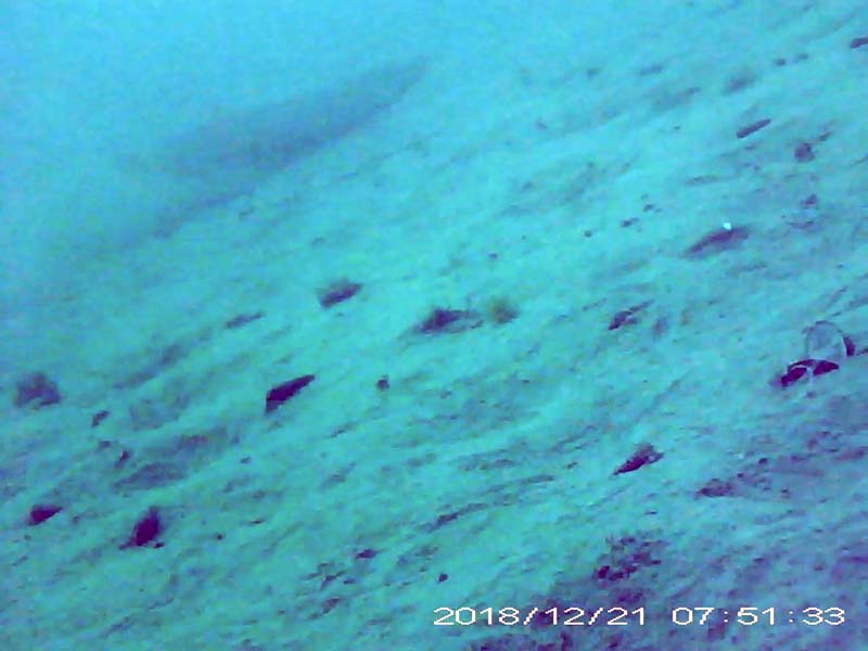 1 individual swimming near the bottom Image of Silurus catfish(video link)