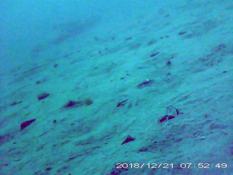 1 individual swimming near the bottom Image of Silurus catfish(video link)