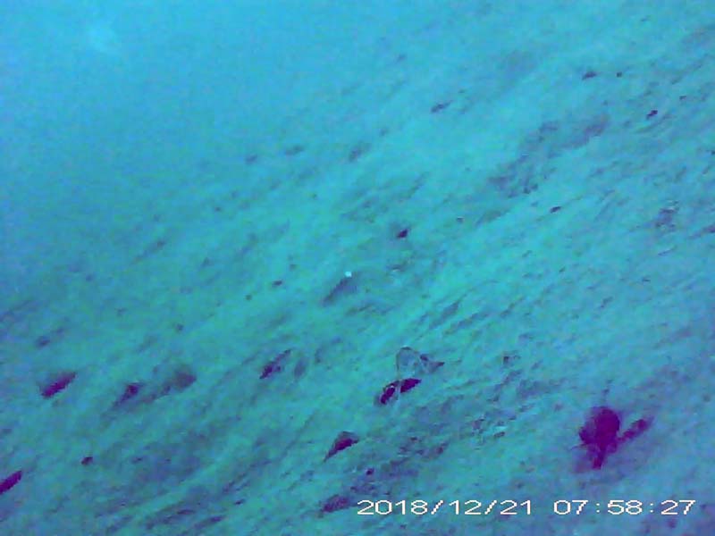1 individual diving into the water Image of Diving ducks(video link)