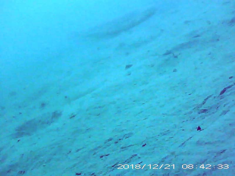 1 individual swimming near the bottom Image of Silurus catfish(video link)