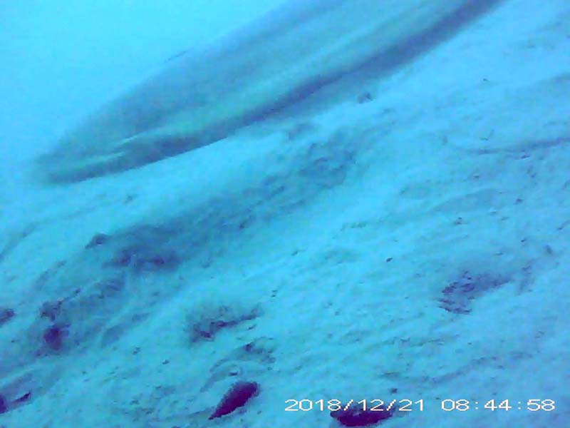 1 individual swimming near the bottom Image of Silurus catfish(video link)