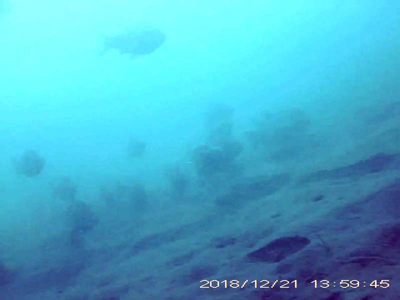 at least 15 individuals swimming near the bottom in a school Image of Crucian carps(video link)