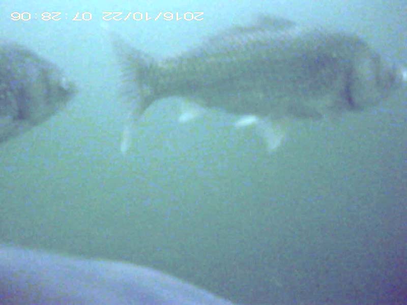2 individuals swimming in the water column Image of Crucian carps(video link)