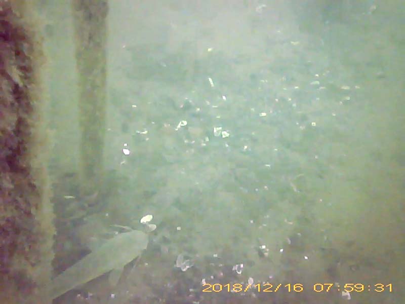 1 individual swimming near the bottom Image of Silurus catfish(video link)