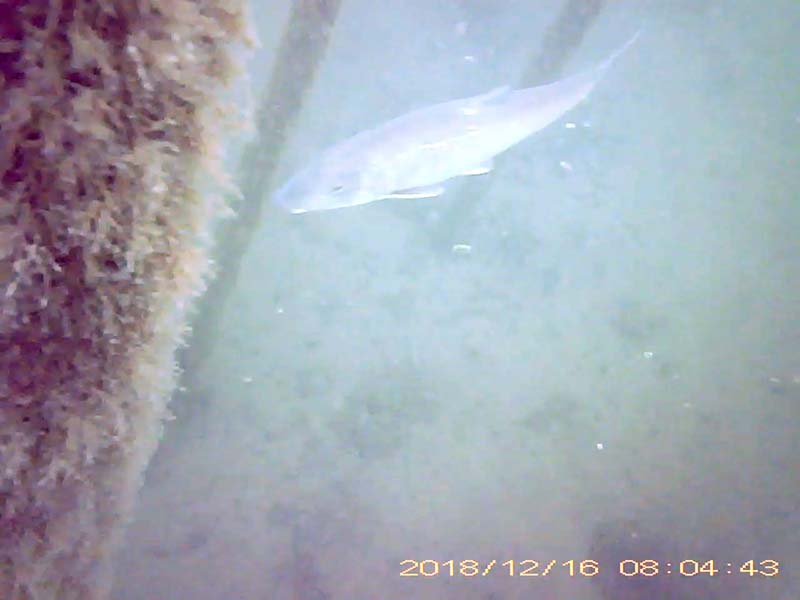 1 individual swimming in the water column Image of Barbel steed(video link)