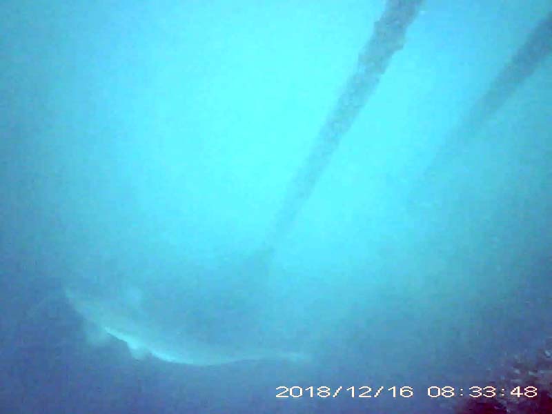 1 individual swimming in the water column Image of Silurus catfish(video link)