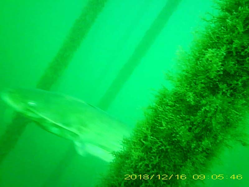 1 individual swimming in the water column Image of Silurus catfish(video link)
