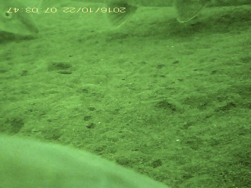 2 individuals swimming near the bottom Image of Barbel steed(video link)