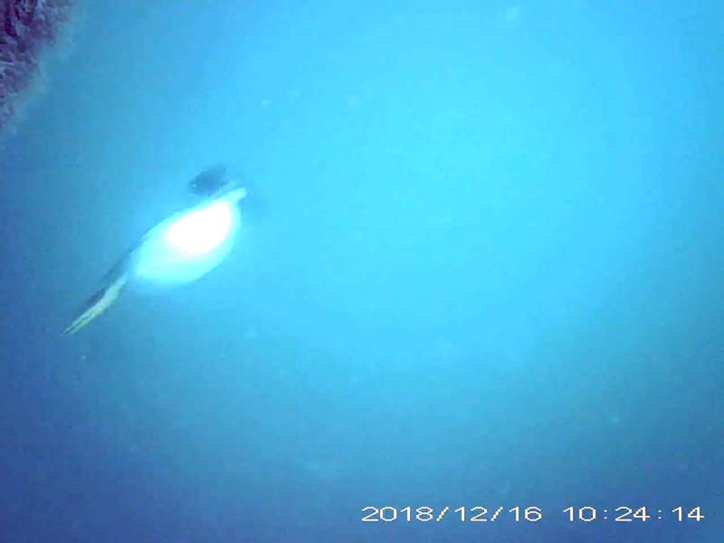 1 individual swimming in the water column Image of Diving ducks(video link)