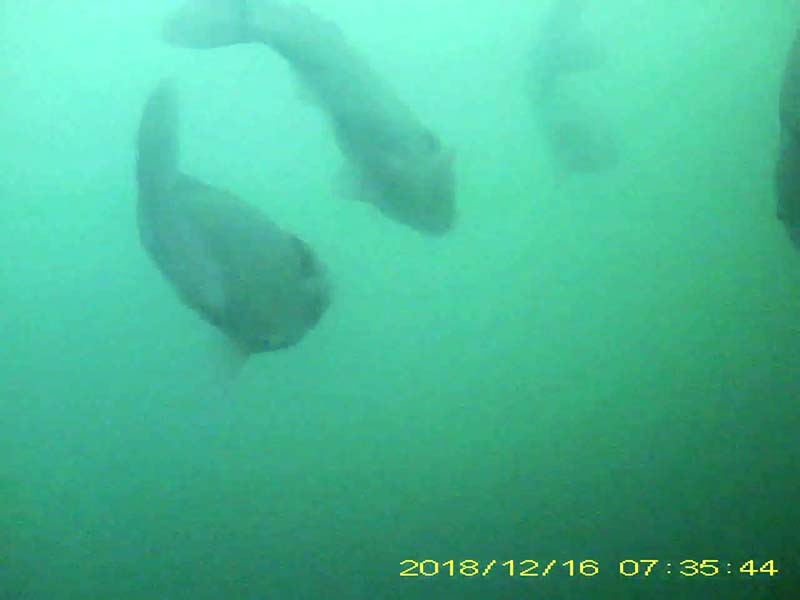 at least 4 individuals swimming and feeding in the water column Image of Japanese crucian carp(video link)