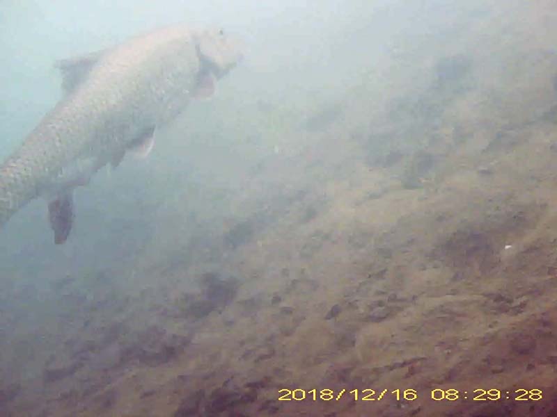 1 individual swimming in the water column Image of Barbel steed(video link)