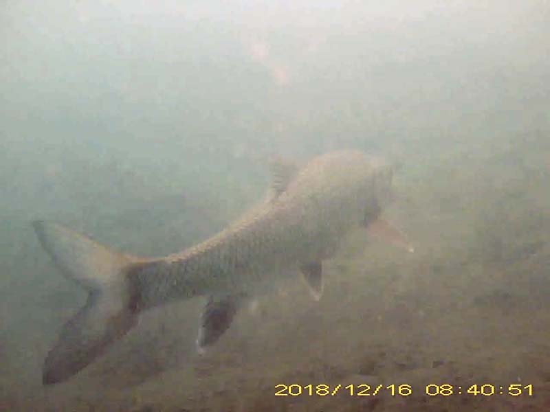 2 individuals swimming in the water column Image of Barbel steed(video link)