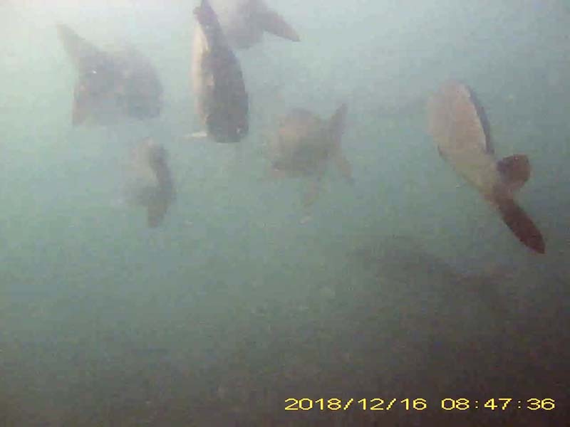 1 individual swimming below a school of carp Image of Barbel steed(video link)