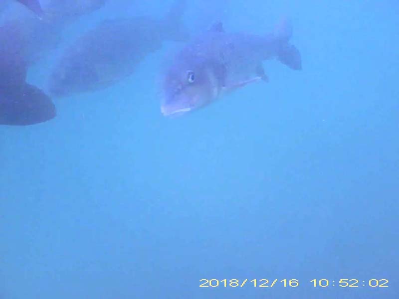 1 individual swimming with many carps in a school Image of Barbel steed(video link)