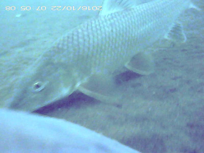 2 individuals swimming near the bottom (separately) Image of Barbel steed(video link)