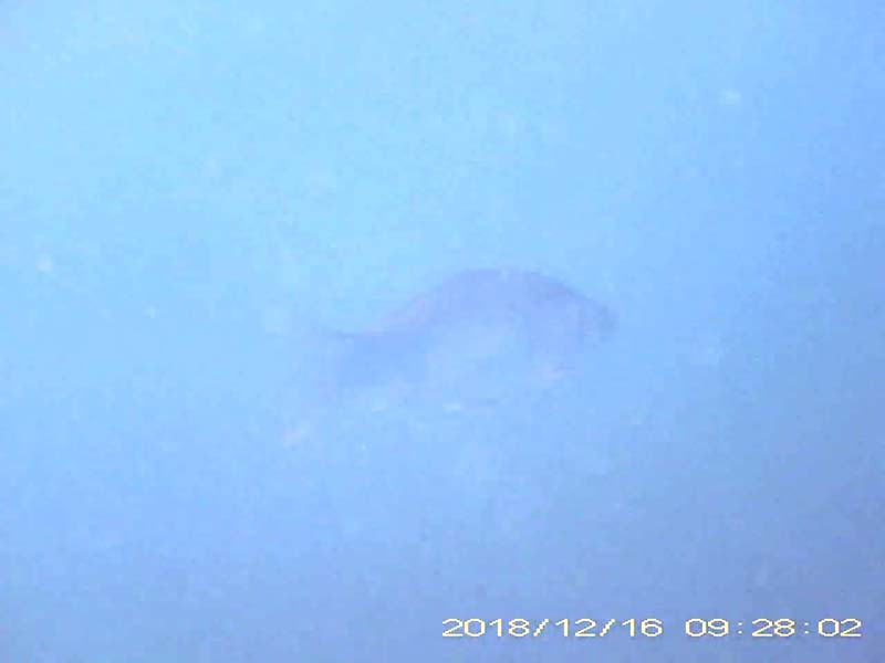 1 individual swimming below a school of carp Image of Crucian carps(video link)