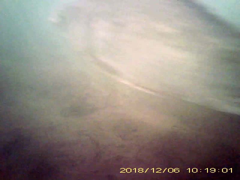 1 individual swimming near the bottom Image of Crucian carps(video link)