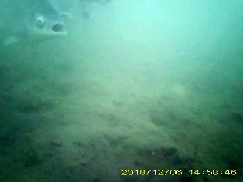 at least 5 individuals swimming and feeding near the bottom Image of Japanese crucian carp(video link)