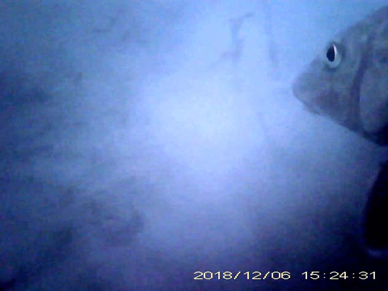 1 individual swimming near the bottom (in the former part of the video) Image of Barbel steed(video link)
