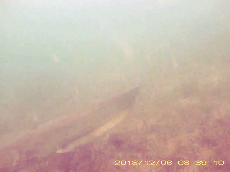 1 individual swimming near the bottom Image of Silurus catfish(video link)