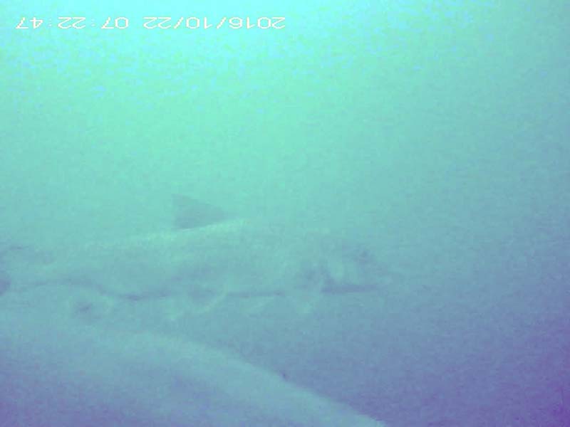 1 individual staying in the water column Image of Barbel steed(video link)