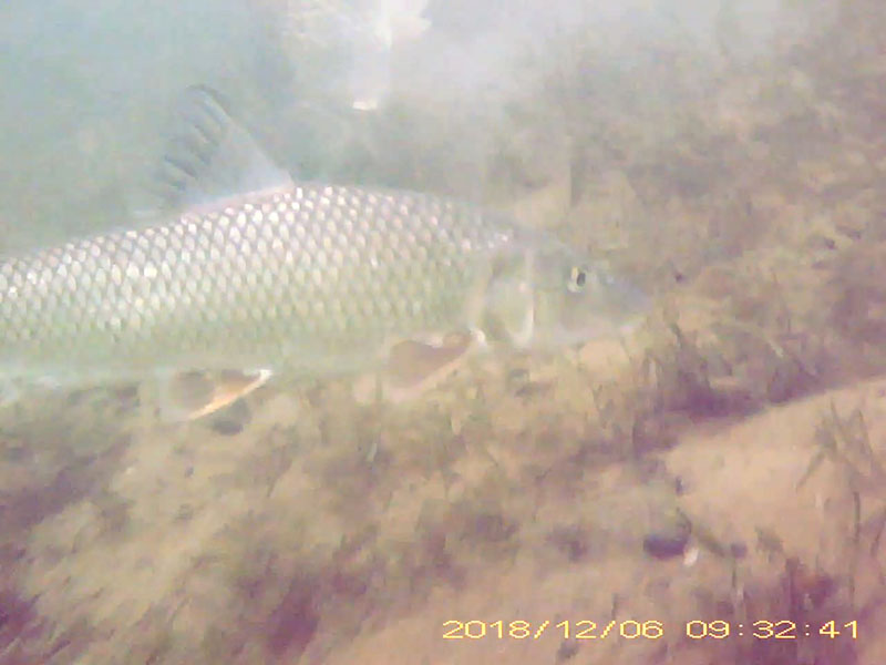 1 individual swimming near the bottom (with a feeding carp and a feeding crucian carp) Image of Barbel steed(video link)