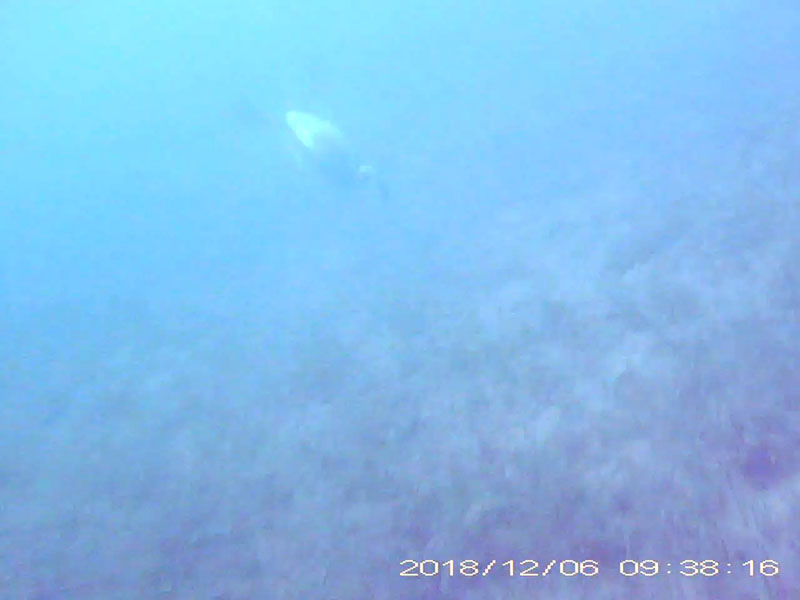 1 individual feeding at the bottom Image of Little grebe(video link)