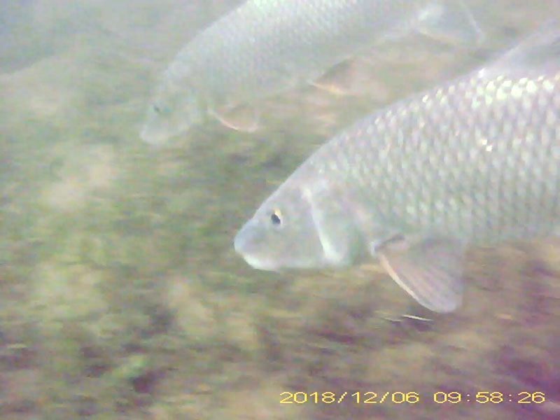 at least 6 individuals feeding near the bottom in a school Image of Barbel steed(video link)