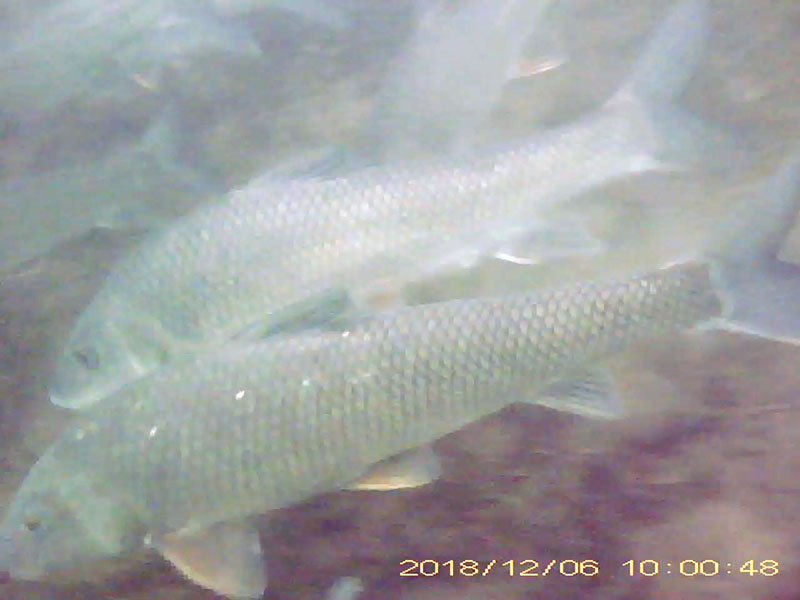 at least 10 individuals feeding near the bottom in a school Image of Barbel steed(video link)