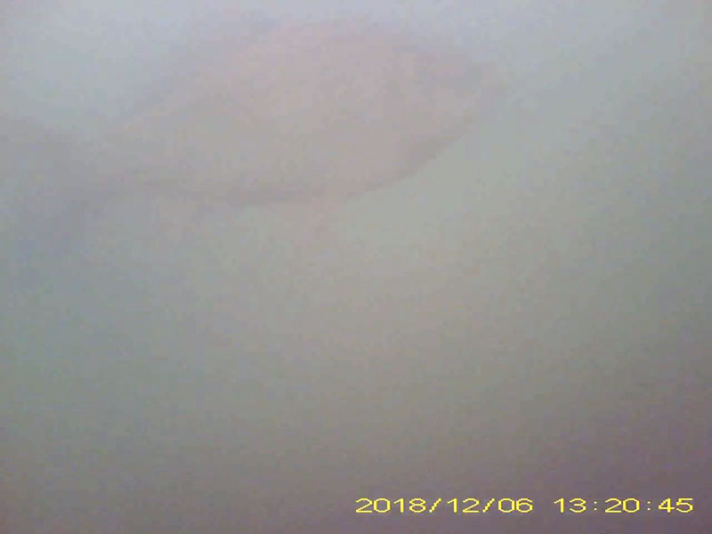 1 individual swimming in the water column Image of Crucian carps(video link)