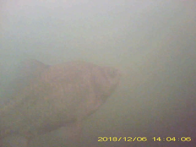 1 individual swimming in the water column Image of Crucian carps(video link)