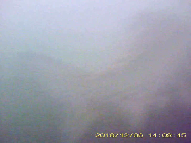 2 individuals swimming in the water column Image of Crucian carps(video link)