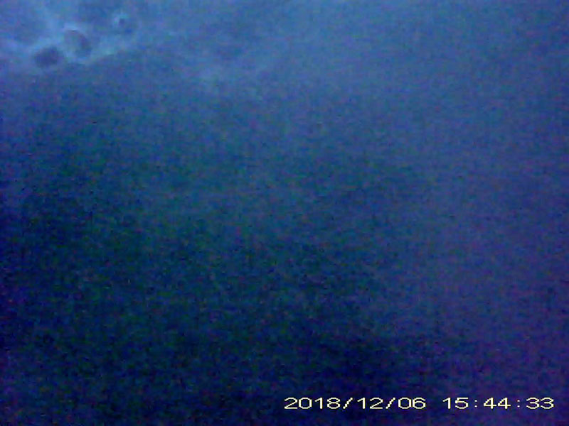 at least 3 individuals swimming in a school and feeding in the water column (with a barbel steed passing nearby) Image of Japanese crucian carp(video link)