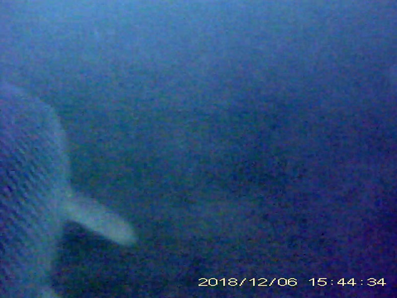 1 individual swimming in the water column (and passing by a school of crucian carp) Image of Barbel steed(video link)