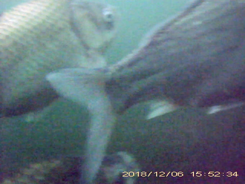 more than 10 individuals swimming in a school and feeding in the water column Image of Japanese crucian carp(video link)