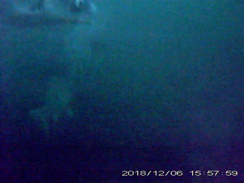 at least 4 individuals swimming and feeding near the bottom Image of Japanese crucian carp(video link)