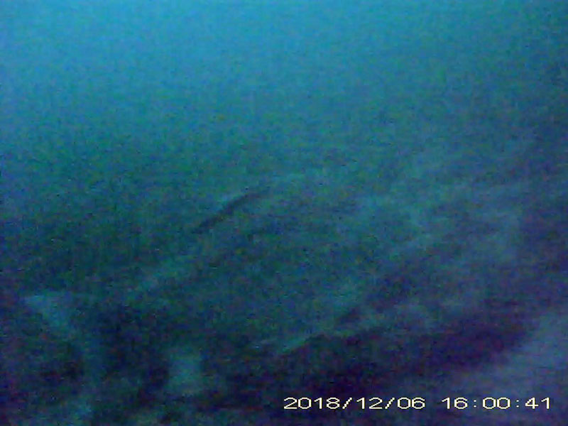 1 individual swimming in the water column Image of Crucian carps(video link)