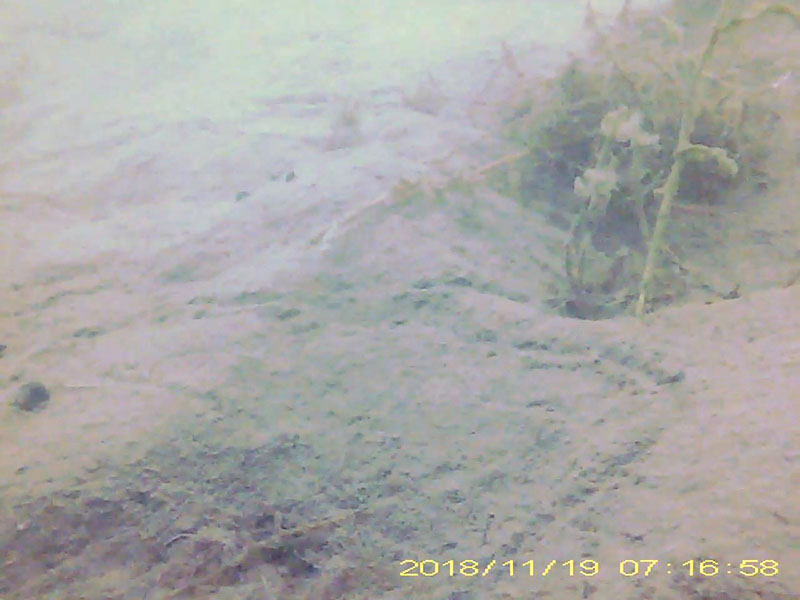 5 or more individuals walking on the bottom * Please mind that the date shown at the bottom right of the screen is not correct due to a setting error of loggers. Image of Shrimps(video link)