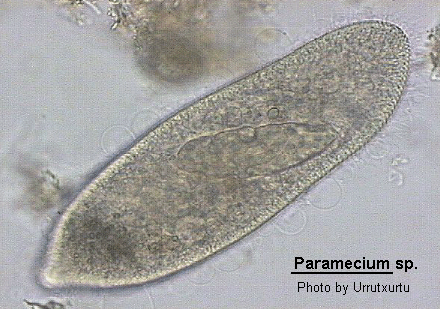 morphology of paramecium