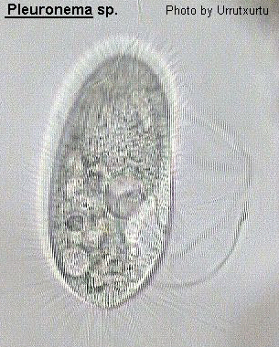 Pleurogenoides sp. in the oral cavity of Atheris hispida LAURENT, 1955.