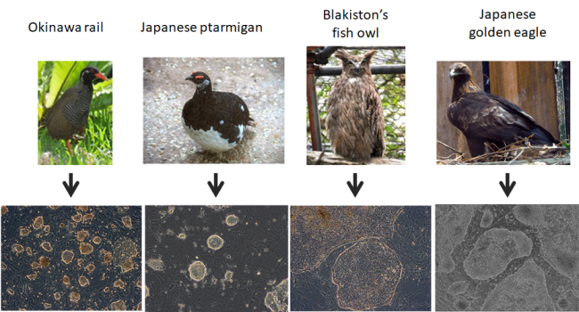 Image of our established endangered avian-derived iPSCs. The upper panel images show the endangered avian species and lower images are of iPSCs from the corresponding avian species.