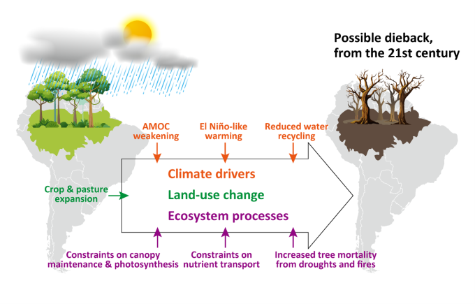 Schematic representation of the drivers and mechanisms of the Amazon dieback
