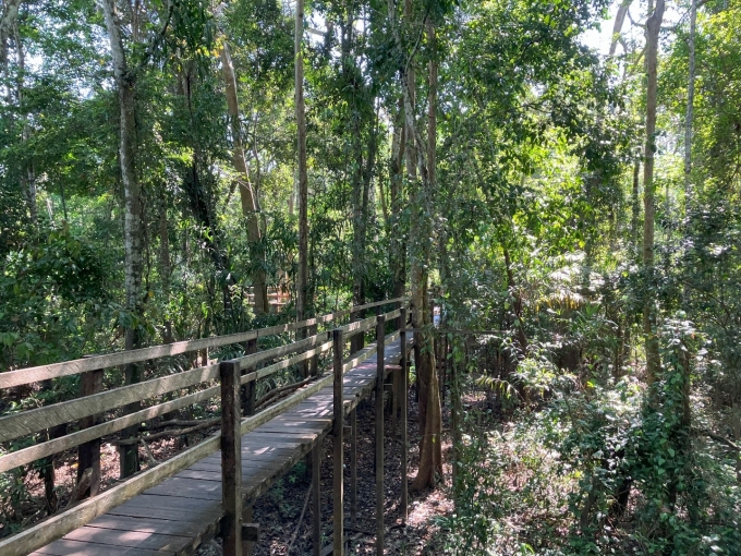 Amazon flooded rainforest near Manaus during the dry season